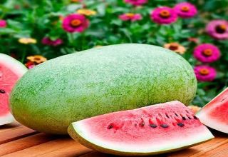 Beschrijving van de variëteit aan watermeloen in de buurt van Moskou Charleston Gray, kenmerken van teelt en verzorging