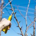 How to trim and shape the crown of a plum tree in spring, summer and autumn