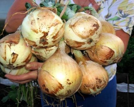 Descrizione della varietà di cipolla Exibishen, caratteristiche di coltivazione e resa