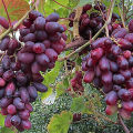 Descripción y características, pros y contras de las variedades de uva Zest y reglas de cultivo.