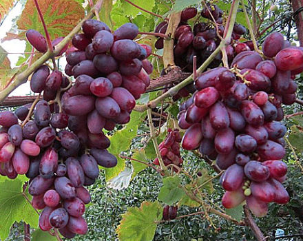 Description and characteristics, pros and cons of Zest grape varieties and growing rules