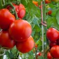 TOP van de beste variëteiten tomaten voor het Krasnodar-gebied in de volle grond