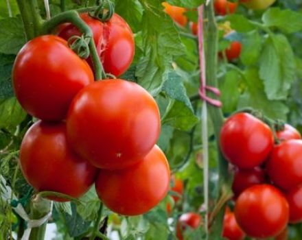 Labāko tomātu šķirņu TOP Krasnodaras teritorijai atklātā zemē