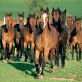 Hogyan kell megfelelően tenyészteni a lovakat, a felmerülő költségek és a lehetséges előnyök