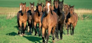 كيفية تربية الخيول بشكل صحيح والنفقات القادمة والفوائد المحتملة