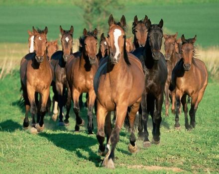 Cómo criar caballos correctamente, próximos gastos y posibles beneficios