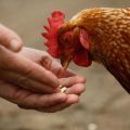 ¿Es posible dar papas crudas a los pollos y cómo alimentar adecuadamente a las aves?