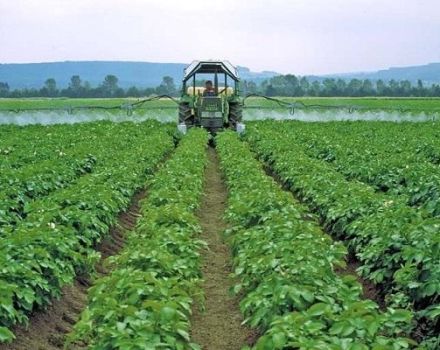 Beskrivelse af de bedste fungicider til kartofler og anvendelsesregler
