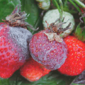 Causes de l'apparition de maladies et de ravageurs des fraises, traitement et méthodes de contrôle