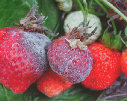 Causes de l'apparition de maladies et de ravageurs des fraises, traitement et méthodes de contrôle