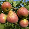 Description and characteristics, pros and cons of the Marble pear variety, pollinators and cultivation