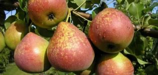 Description and characteristics, pros and cons of the Marble pear variety, pollinators and cultivation