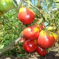 Description of the tomato variety Ivan Kupala and its characteristics