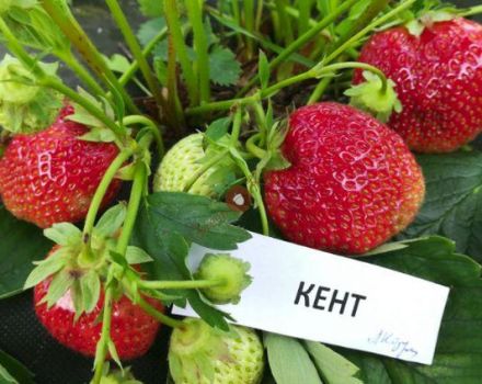 Beskrivelse og egenskaber ved Kent jordbær, dyrkning og reproduktion