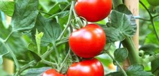 Kuvaus tomaattilajikkeesta Venäjän kupolit, viljelyyn ja hoitoon liittyvät piirteet