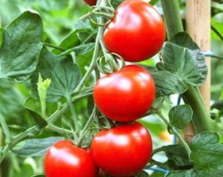 Opis odmiany pomidora Rosyjskie kopuły, cechy uprawy i pielęgnacji