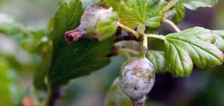 Mga Panukala upang labanan ang pulbos na amag sa mga gooseberry na may katutubong paraan at kemikal