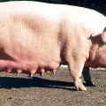 Beschrijving en kenmerken van grote witte varkensrassen, houden en fokken