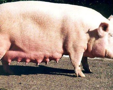 Suuren valkoisen sian rodun kuvaus ja ominaisuudet, pitäminen ja jalostaminen