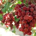Description and history of selection of Gourmet grapes, cultivation and care