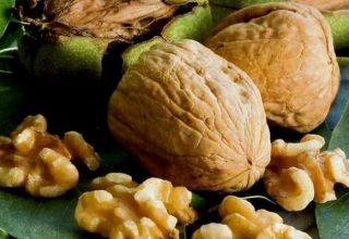 20 best walnut varieties with description and characteristics
