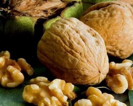 20 pinakamahusay na mga varieties ng walnut na may paglalarawan at katangian