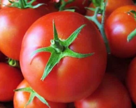 Opis sorte i svojstva njege Sultan rajčice