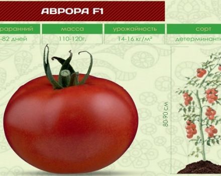 Pomidorų veislės „Aurora“ aprašymas ir jos savybės