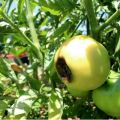 Waarom tomaten zwart kunnen worden als ze rijp zijn en wat te doen