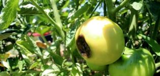 Warum Tomaten im reifen Zustand schwarz werden können und was zu tun ist