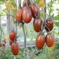 Descrizione della varietà di pomodoro Plum Black, le sue caratteristiche