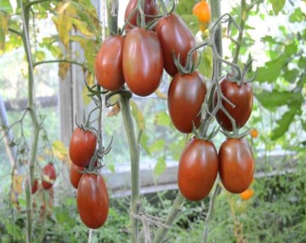Beschrijving van de variëteit van tomaat Plum Black, zijn kenmerken