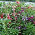 Rassen en variëteiten van bloemen Vanka nat met beschrijving en kenmerken