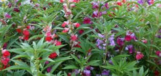 Rassen en variëteiten van bloemen Vanka nat met beschrijving en kenmerken
