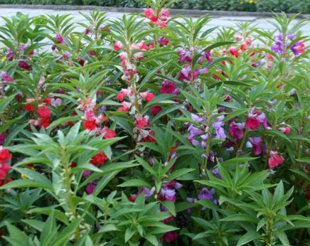 Сортове и сортове цвете Ванка мокро с описание и характеристики