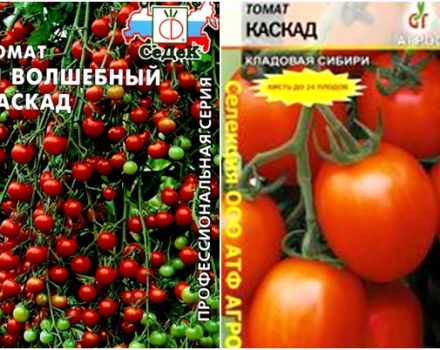 Características y descripción de la variedad de tomate Cascade, su rendimiento