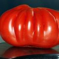 Charakteristika a opis odrody paradajok Sto libier, jej výnos