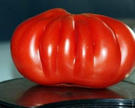 מאפיינים ותיאור של זן העגבניות מאה פאונד, התשואה שלו