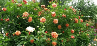 Description and characteristics of the Aloha rose, planting and care rules, application