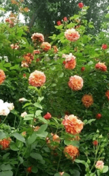 Description and characteristics of the Aloha rose, planting and care rules, application