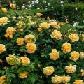 Mô tả các giống hoa hồng leo trồng ở Siberia, cách chăm sóc và phương pháp sinh sản
