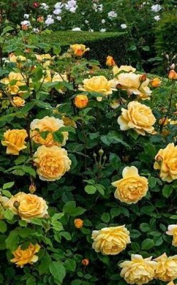 A szibériai termesztésre szolgáló hegymászó rózsafajták leírása, gondozás és szaporítási módszerek