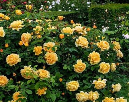 Descripción de variedades de rosas trepadoras para cultivar en Siberia, cuidado y métodos de reproducción.