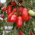 Descripció de la varietat de tomàquet Pepper, els seus avantatges i inconvenients