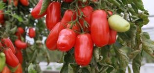 Beschrijving van het tomatenras Peper, de voor- en nadelen ervan