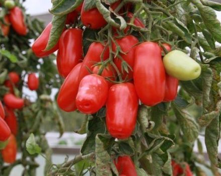 Beskrivning av tomatsorten Pepper, dess fördelar och nackdelar