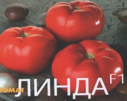 Características y descripción de la variedad de tomate Linda