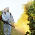 Pervikur, Infinito, Allette, Hom og Bordeaux væske - fungicider til agurker