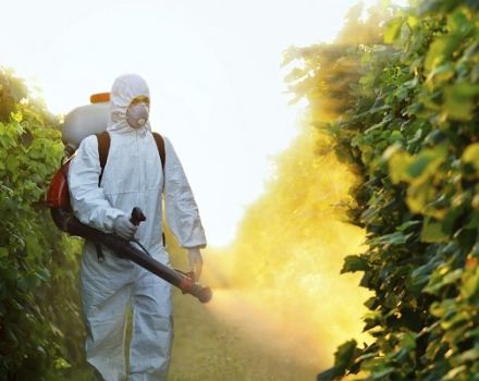 Pervikur, Infinito, Allette, Hom és Bordeaux folyadékok - gombaölő szerek az uborkához