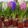 Kaip sodinti, auginti ir prižiūrėti hiacintą namuose į puodą